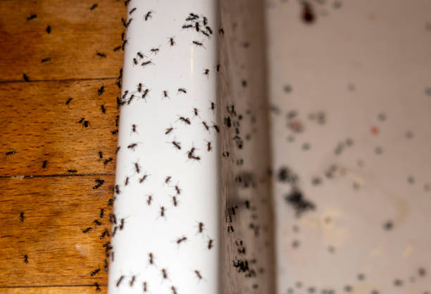 Temescal Valley, CA Pest Control Company