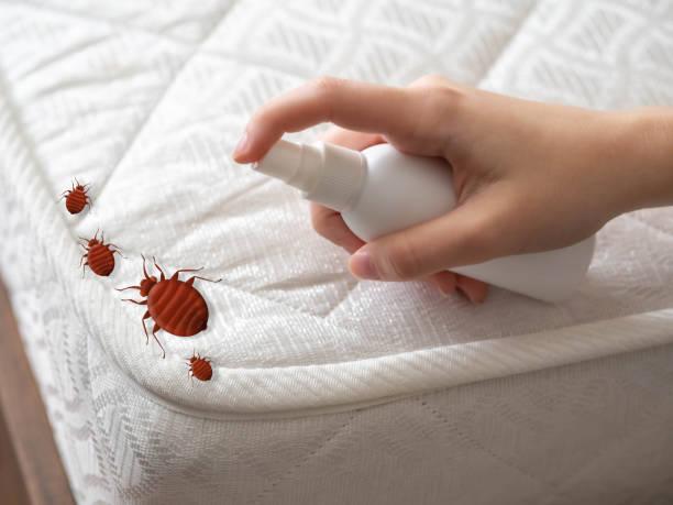Best Emergency Pest Control  in Temesl Valley, CA