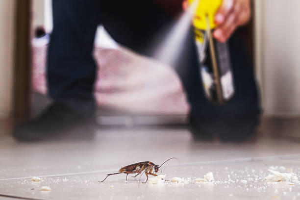 Best Local Pest Control Services  in Temesl Valley, CA